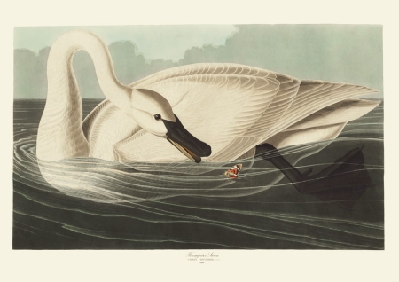 Illustration_from_Birds_of_America_(1827)_by_John_James_Audubon,_digitally_enhanced_by_rawpixel-com_411.jpg