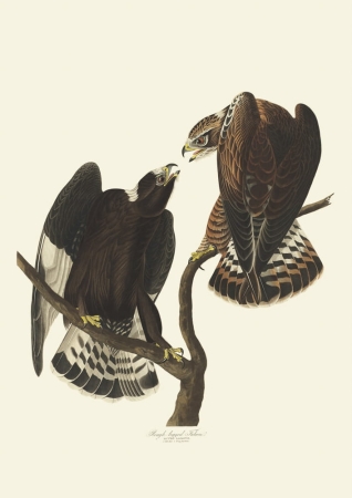 Illustration_from_Birds_of_America_(1827)_by_John_James_Audubon,_digitally_enhanced_by_rawpixel-com_428.jpg