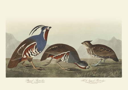 Illustration_from_Birds_of_America_(1827)_by_John_James_Audubon,_digitally_enhanced_by_rawpixel-com_429.jpg