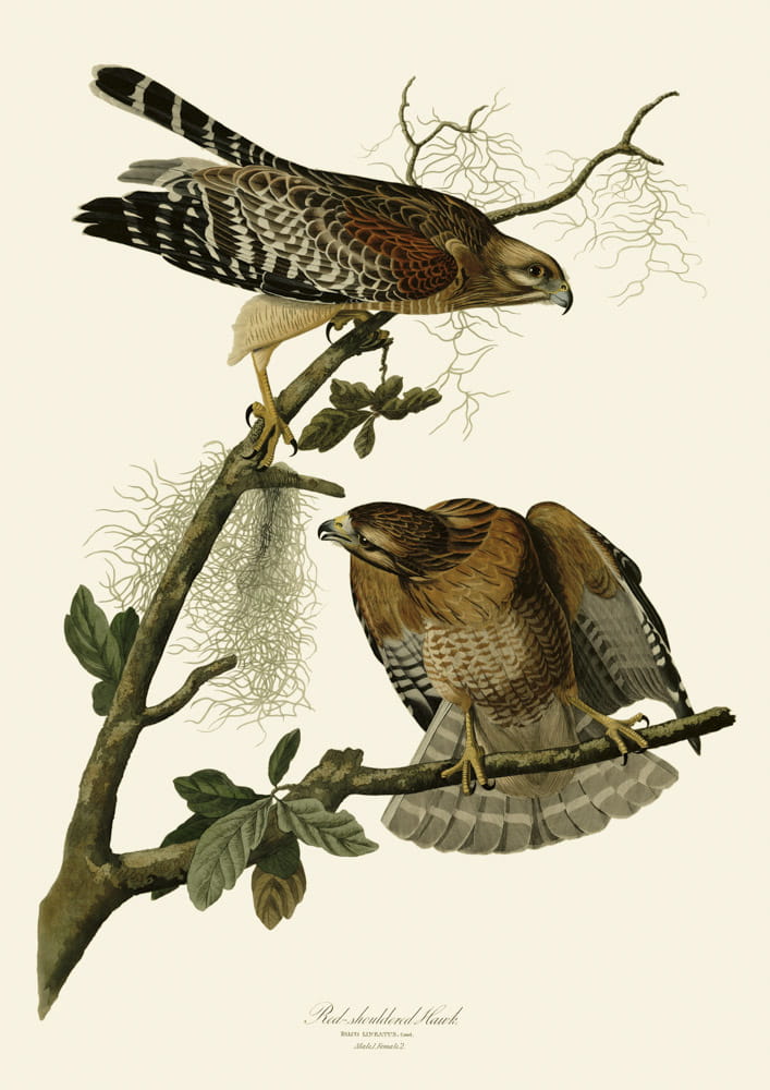 Rycina ptaki -  Red-shouldered Hawk