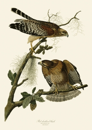 Audubon Małe obrazki na ścianę do salonu do przedpokoju Ryciny ptaków Obrazy ptaków