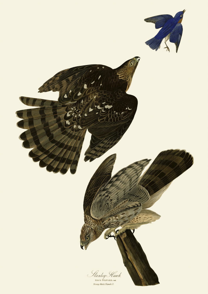 Rycina ptaki - Stanley Hawk