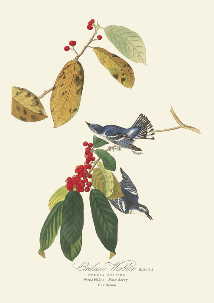 Rycina ptaki -  Ceruilean Warbler