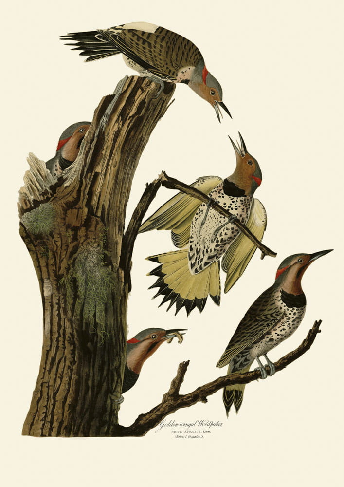 Rycina ptaki -   Golden-winged Woodpecker