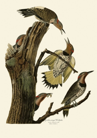 Golden-winged_Woodpecker_(Audubon).jpg