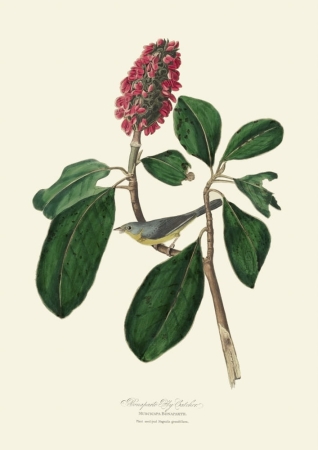 Illustration_from_Birds_of_America_(1827)_by_John_James_Audubon,_digitally_enhanced_by_rawpixel-com_5.jpg