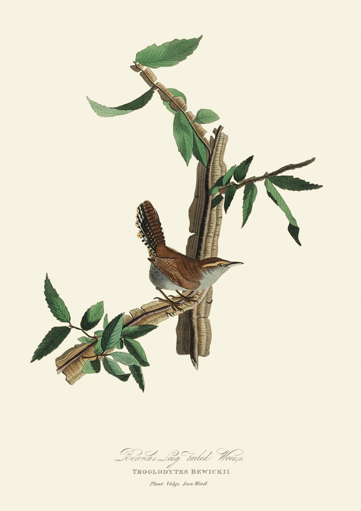 Rycina ptaki - Bervick's Long Failed Wren
