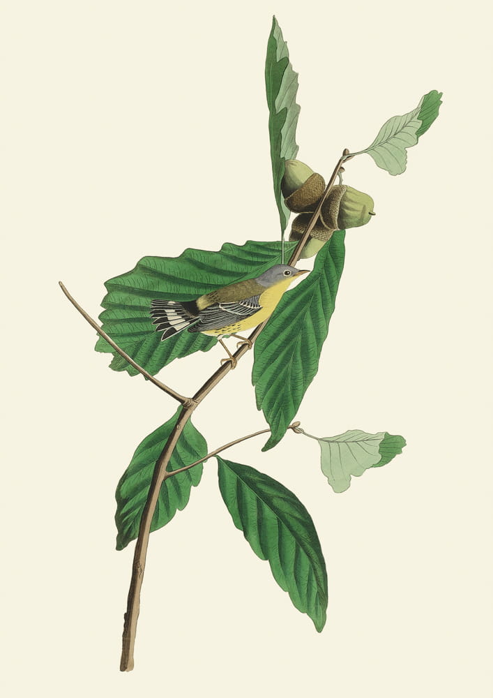 Rycina ptaki -  Swaunsons Warbler