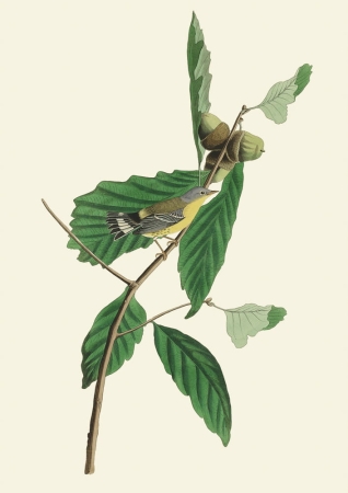 Audubon Małe obrazki na ścianę do salonu do przedpokoju Ryciny ptaków Obrazy ptaków