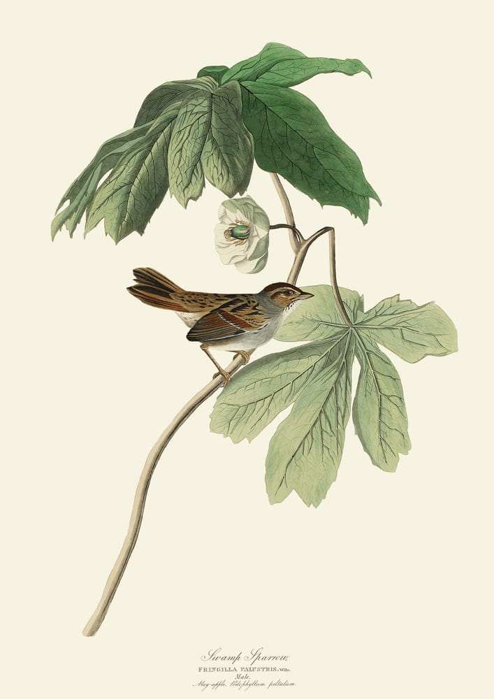 Rycina ptaki -  Swamp Sparrow