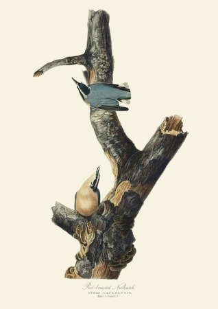 Audubon Małe obrazki na ścianę do salonu do przedpokoju Ryciny ptaków Obrazy ptaków