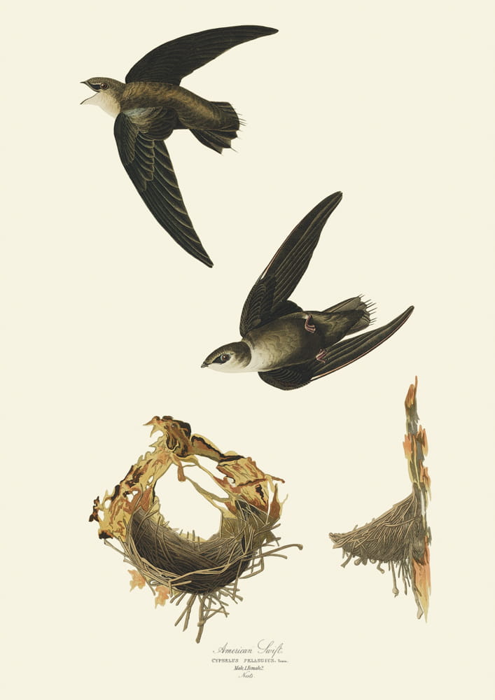Rycina ptaki - American Swift
