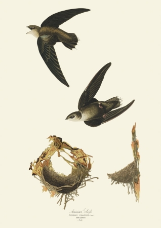 Audubon Małe obrazki na ścianę do salonu do przedpokoju Ryciny ptaków Obrazy ptaków