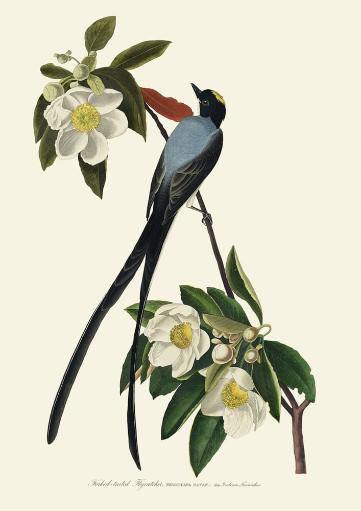 Rycina ptaki,  1827 r.,   Forked-tailed Tlycatcher