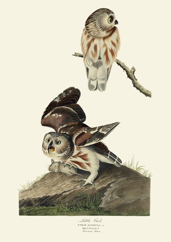 Rycina ptaki -  Litle Owl