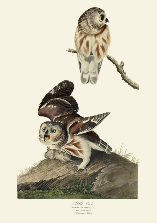 Audubon Małe obrazki na ścianę do salonu do przedpokoju Ryciny ptaków Obrazy ptaków