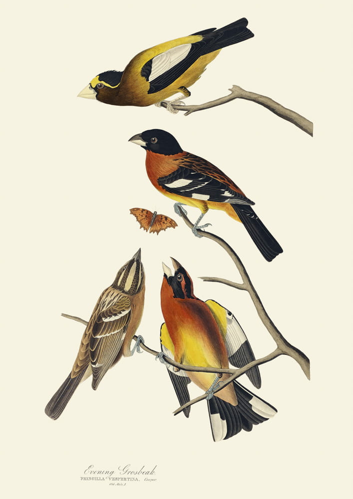 Rycina ptaki, 1827 r.,   Evening Grosbeak