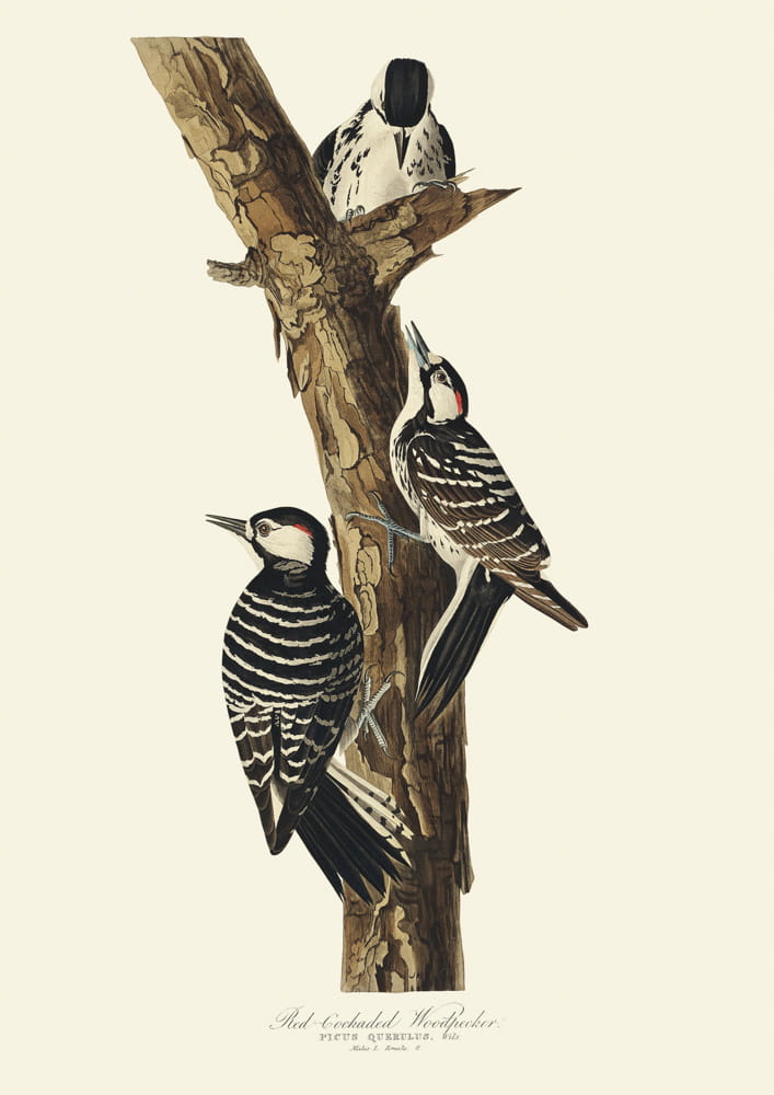 Rycina ptaki - Red-Cocaded Woodpecker