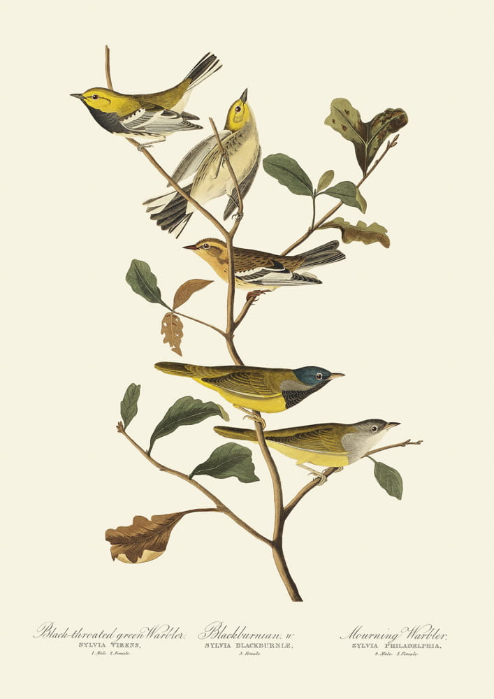 Rycina ptaki, 1827 r.,  Black-throated and Morning Warbler, Blackburnian
