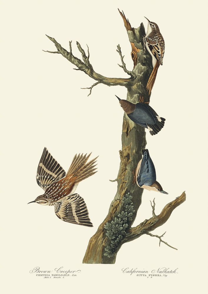 Rycina ptaki -  Brown Creeper, Californian Nuthatch