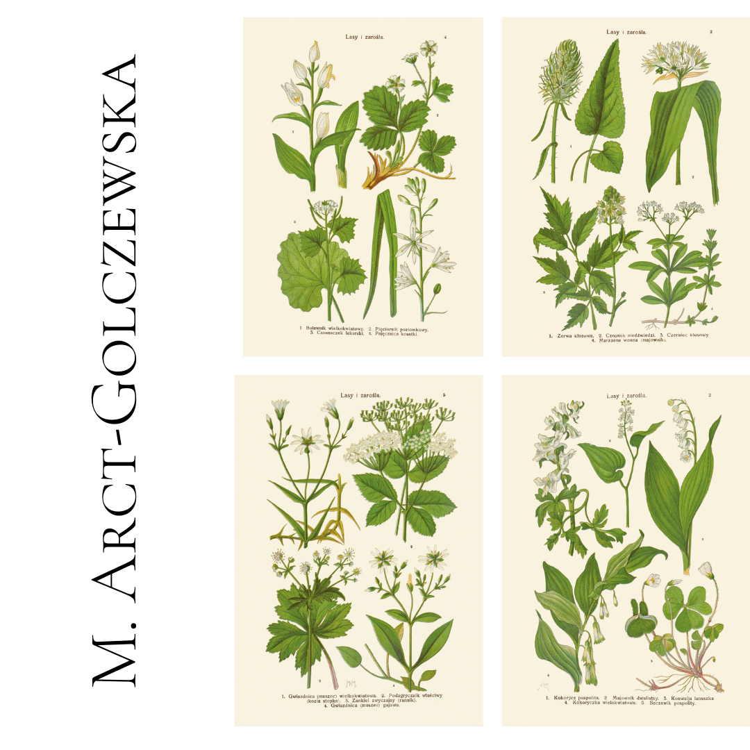 4 Ryciny M. Arct-Golczewska