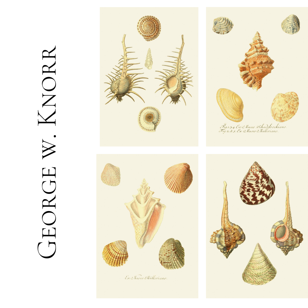 4 Ryciny G. W. Knorr