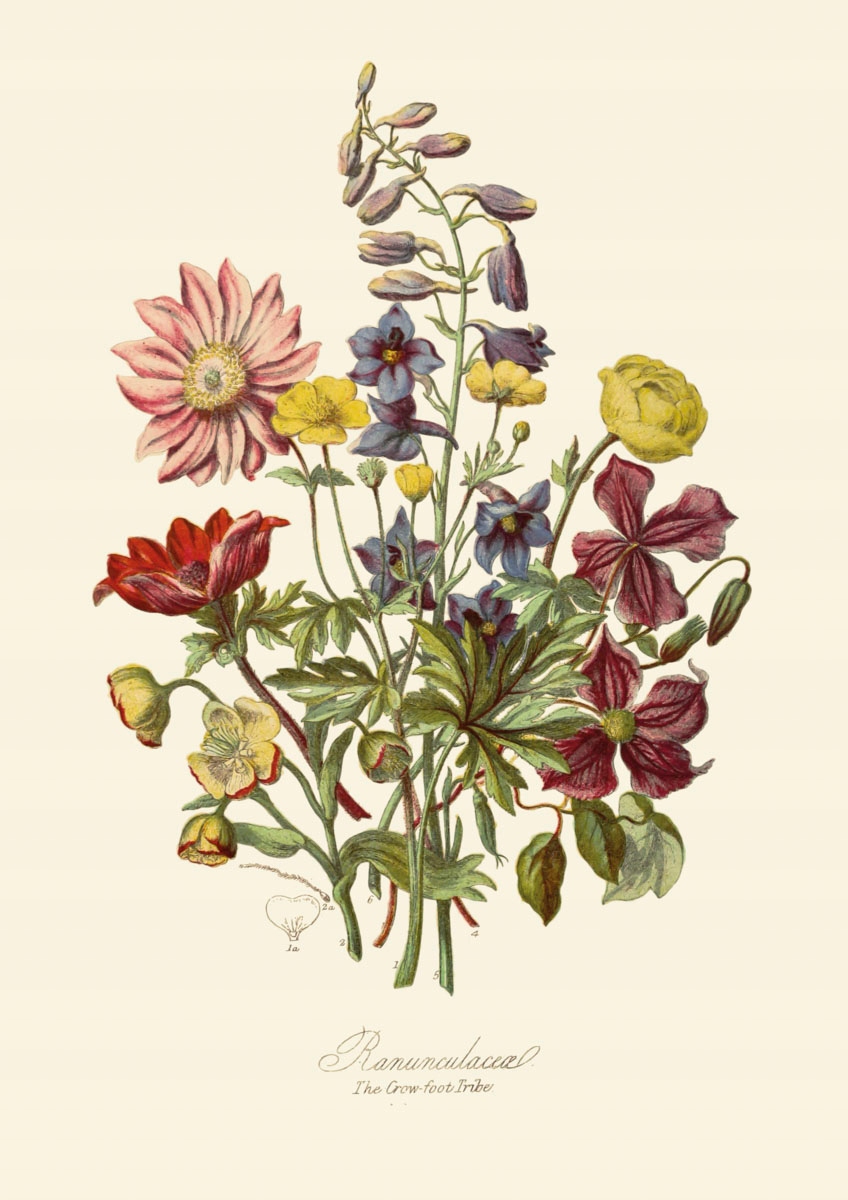 Obrazy / Plakaty/ Ryciny / Botaniczne, E.Twining