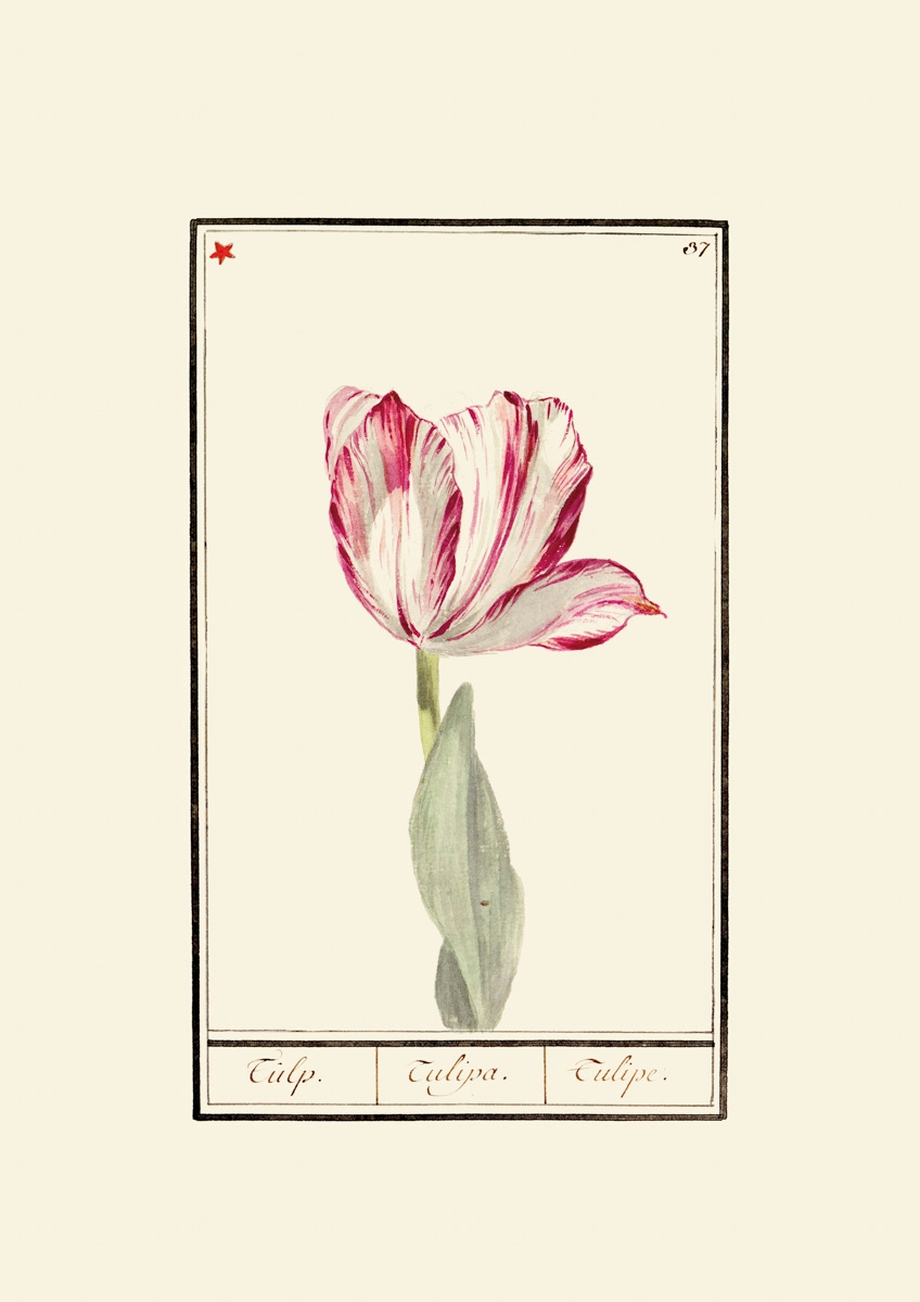 Plakaty Tulipany 14 wzorów 1600r, 30x40cm