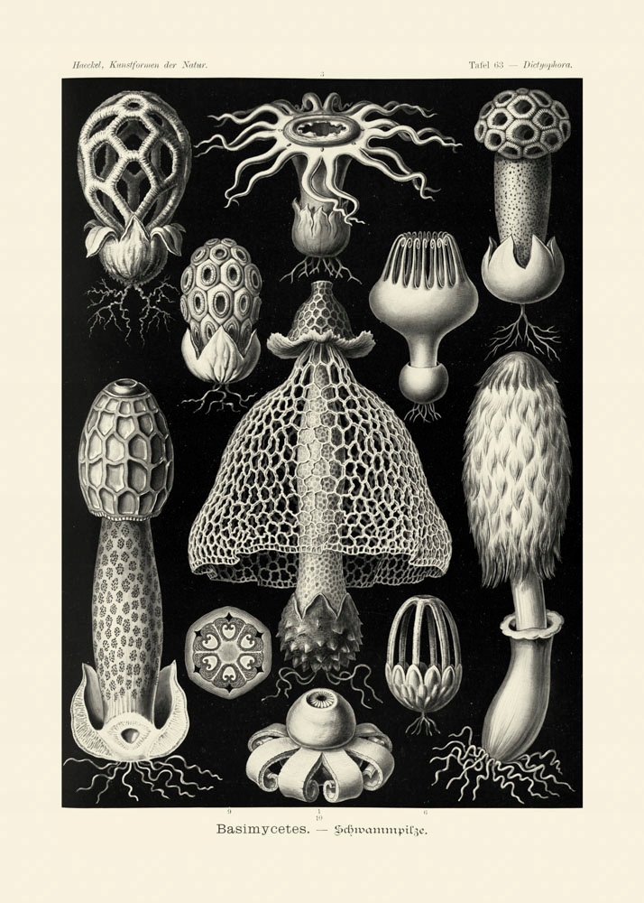 Rycina Haeckel Basimycetes, Dictyophora 50x70 cm