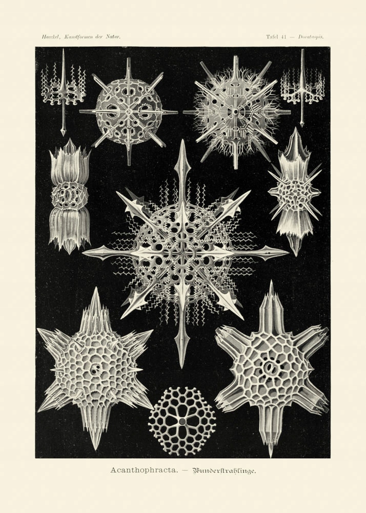 Rycina Haeckel Acanthophracta, Dorataspis 30x40 cm