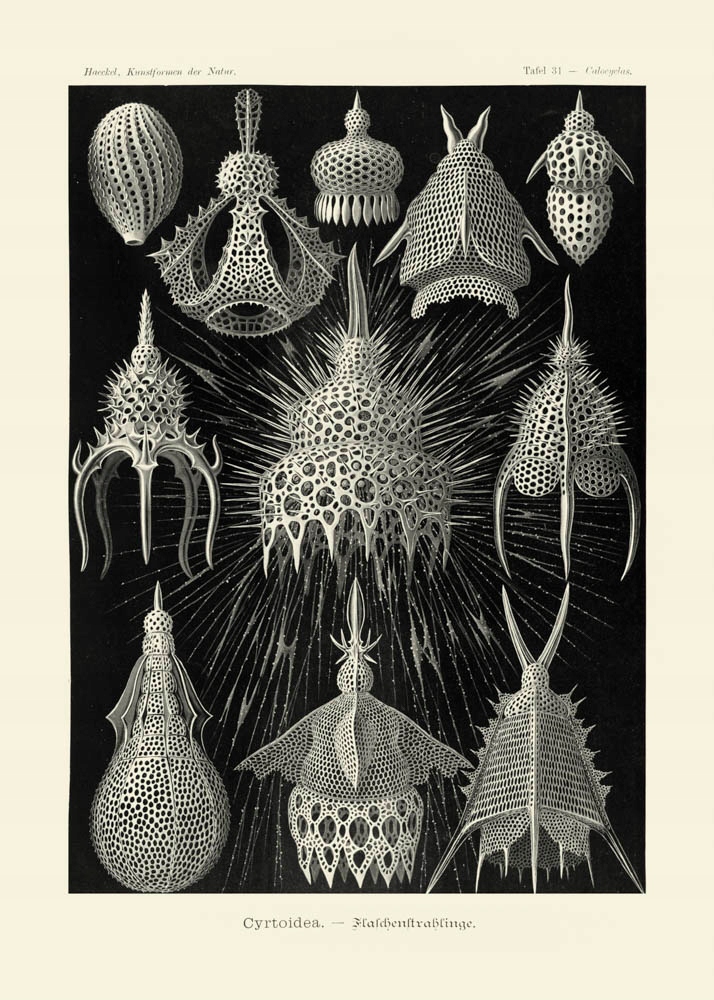 Rycina E. Haeckel Cyrtoidea, Calocyclas 50x70 cm
