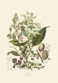 illustrationsofn01twin_0104.jpg