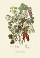 illustrationsofn01twin_0408.jpg