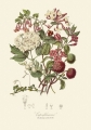 illustrationsofn01twin_0442.jpg