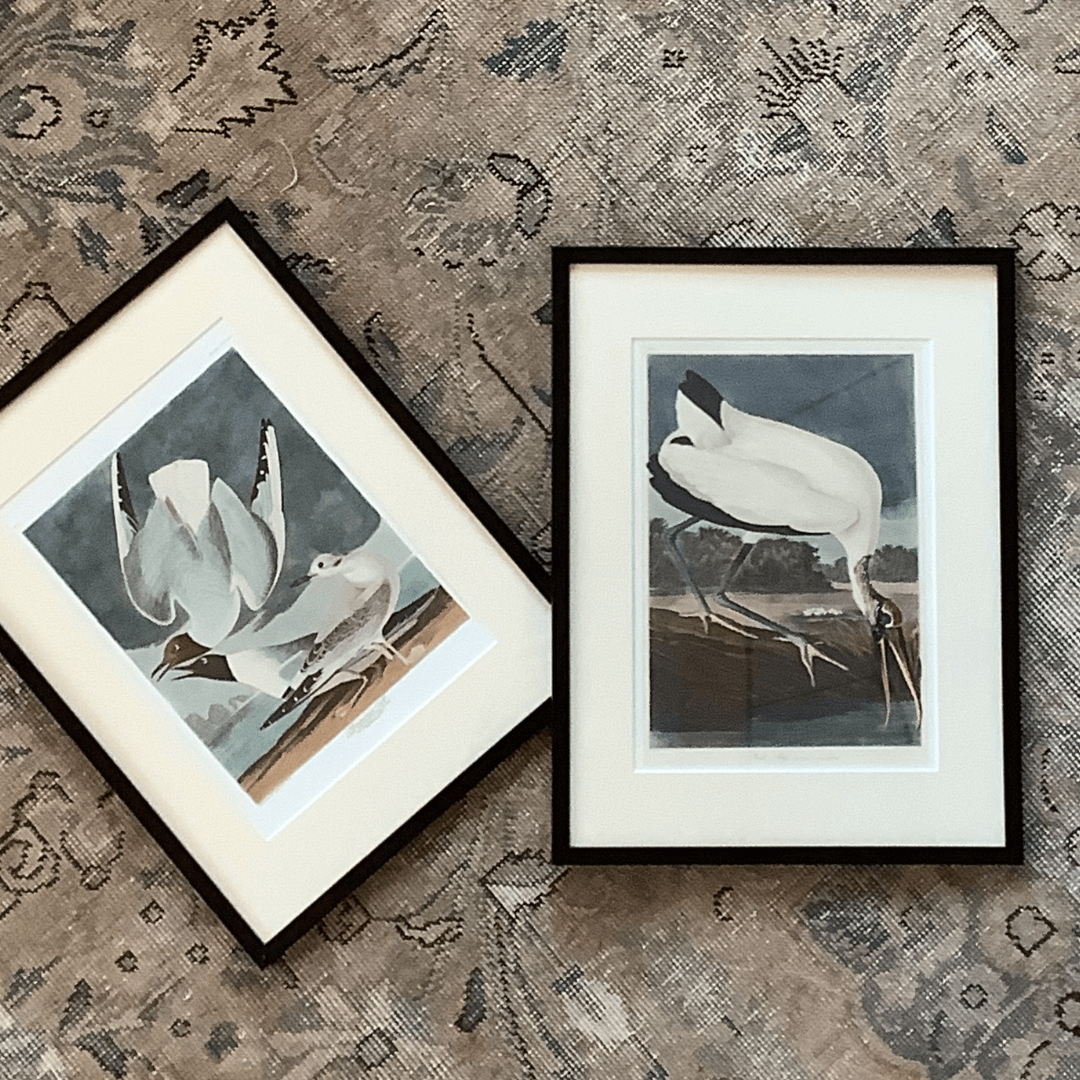 Dwie ryciny ptaki, 1827 r., J.J. Audubon