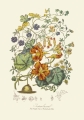 illustrationsofn01twin_0158.jpg