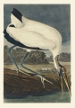 Illustration_from_Birds_of_America_(1827)_by_John_James_Audubon,_digitally_enhanced_by_rawpixel-com_216.jpg