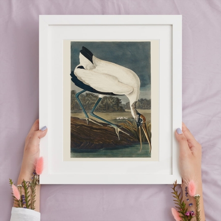 Audubon małe obrazki na ścianę ryciny ptaki