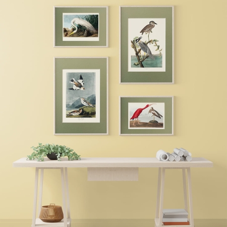 Audubon  Małe obrazki na ścianę do salonu do przedpokoju Ryciny ptaków Obrazy ptaków