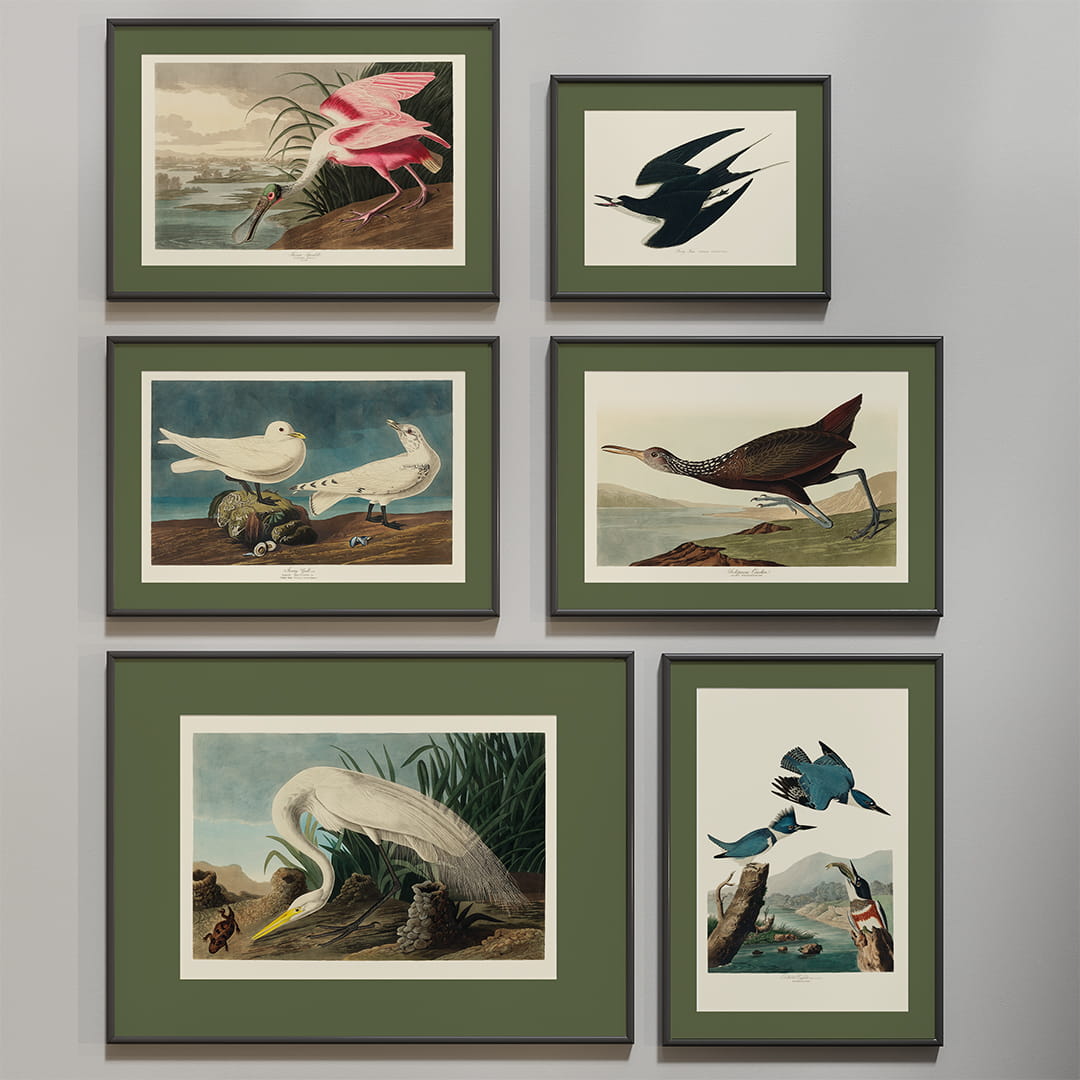Galeria z  ptakami, 1827 r., J.J. Audubon