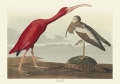 Illustration_from_Birds_of_America_(1827)_by_John_James_Audubon,_digitally_enhanced_by_rawpixel-com_402.jpg