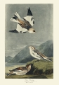 Illustration_from_Birds_of_America_(1827)_by_John_James_Audubon,_digitally_enhanced_by_rawpixel-com_189.jpg