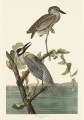 Illustration_from_Birds_of_America_(1827)_by_John_James_Audubon,_digitally_enhanced_by_rawpixel-com_340.jpg