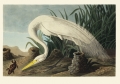 Illustration_from_Birds_of_America_(1827)_by_John_James_Audubon,_digitally_enhanced_by_rawpixel-com_390.jpg