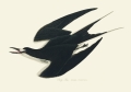 Illustration_from_Birds_of_America_(1827)_by_John_James_Audubon,_digitally_enhanced_by_rawpixel-com_235.jpg