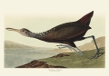 Illustration_from_Birds_of_America_(1827)_by_John_James_Audubon,_digitally_enhanced_by_rawpixel-com_381.jpg