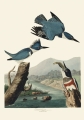 Illustration_from_Birds_of_America_(1827)_by_John_James_Audubon,_digitally_enhanced_by_rawpixel-com_77.jpg