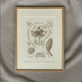 haeckel.png