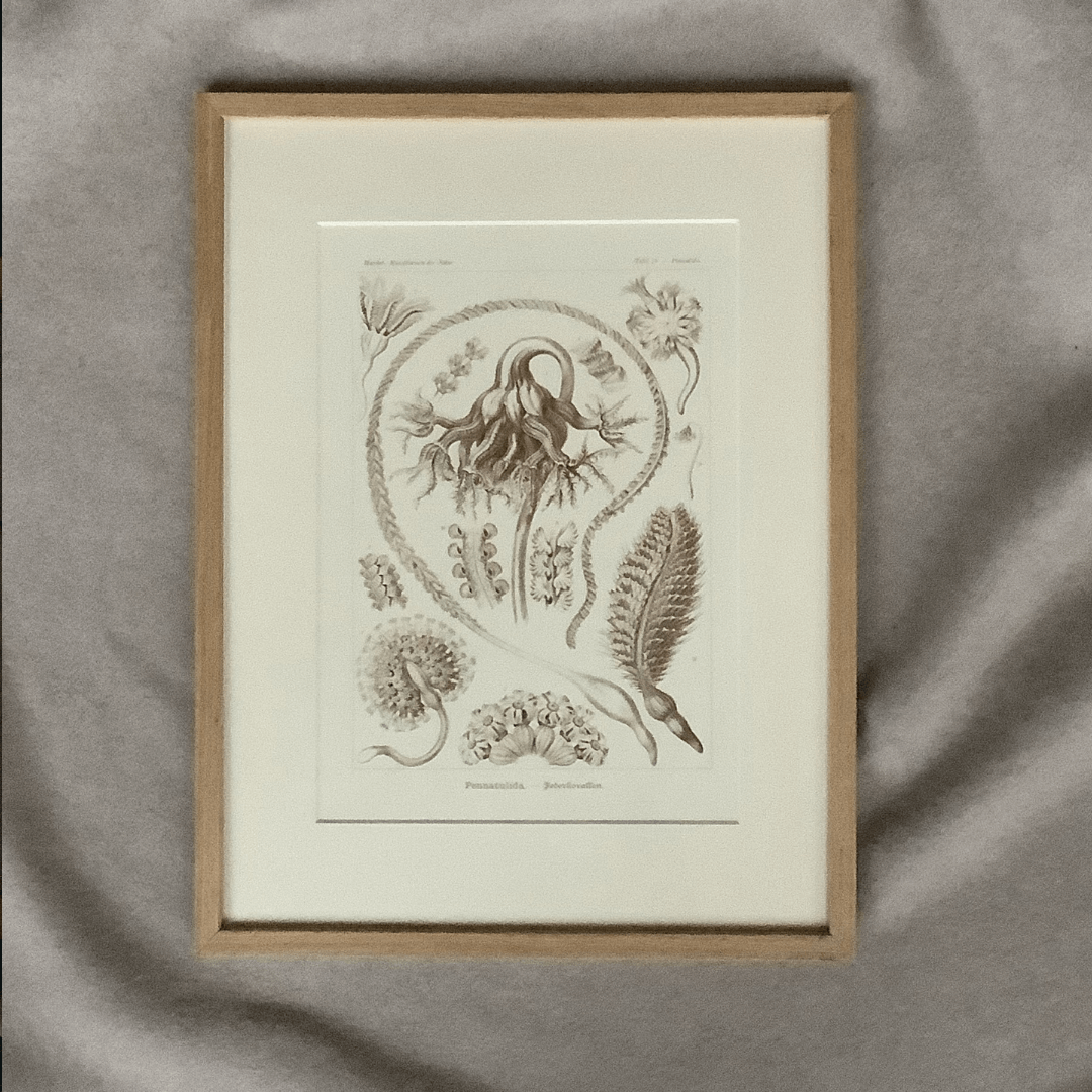 Rycina Pennatulida, Pennatula, E.Haeckel