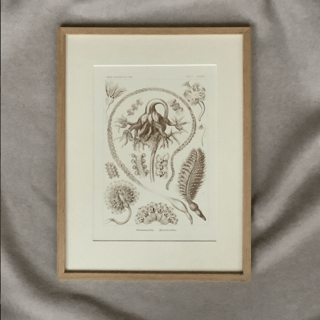 haeckel.png